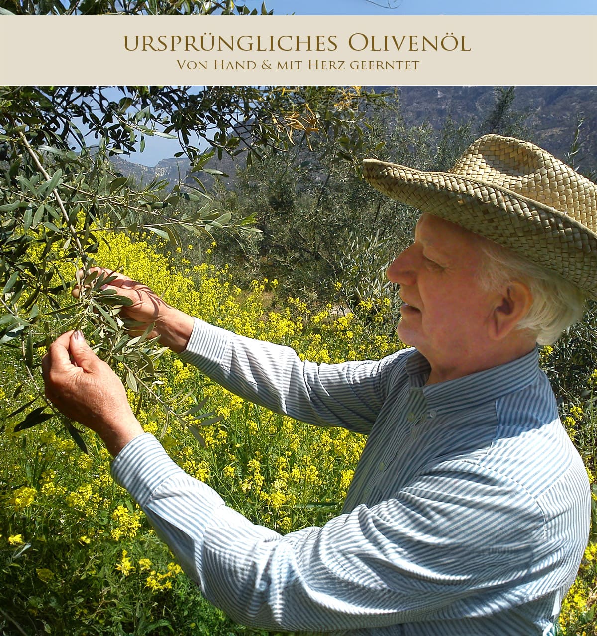 Olivenbaum Patenschaft Griechenland